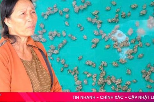 Ốc hương chết hàng loạt, nông dân Cẩm Xuyên thiệt hại lớn
