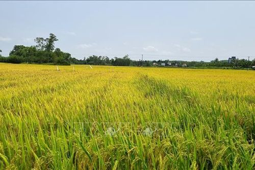 Quảng Ngãi: Vụ lúa Đông Xuân 'lợi kép'