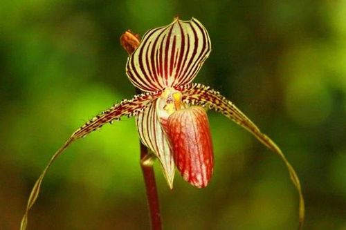 Loài lan quý hiếm 15 năm mới nở một lần, đại gia cũng khó mua