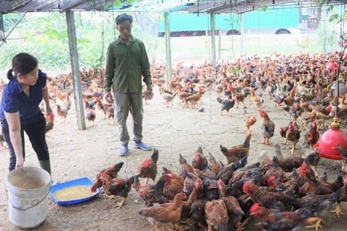 Anh nông dân nuôi gà theo 'kiểu lạ', nhẹ nhàng thu lãi 300 triệu đồng