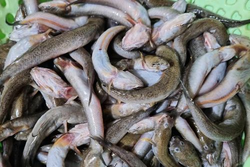 Đặc sản chỉ có ở Thanh Hóa, xưa cho lợn ăn, giờ xuất khẩu nước ngoài 200.000 đồng/kg