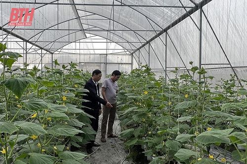 Thiệu Hóa phát triển nông nghiệp theo hướng hiện đại