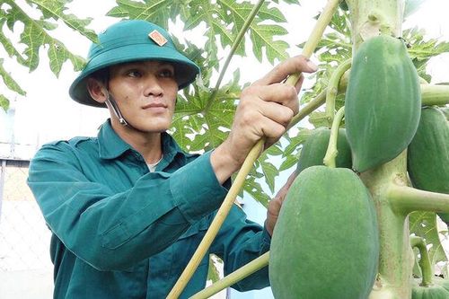 Vườn, ao, chuồng của lực lượng dân quân