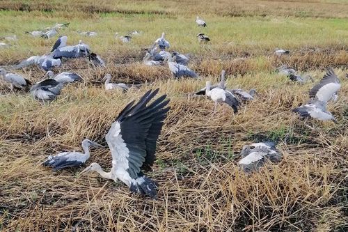 Tuần tra, kiểm tra về bảo tồn động vật hoang dã
