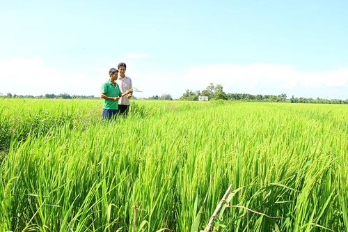 Năm 2024, tổng diện tích chuyển đổi cơ cấu cây trồng trên đất trồng lúa là 10.011ha