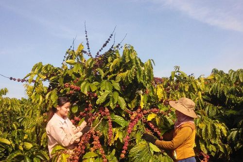 Hội thảo triển khai thích ứng với quy định không gây mất rừng của châu Âu