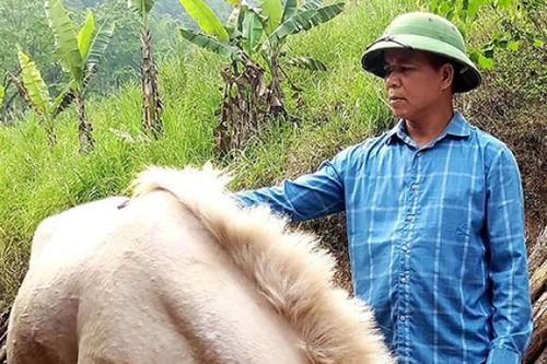 Hội viên nông dân làm giàu từ mô hình trồng rừng kết hợp chăn nuôi