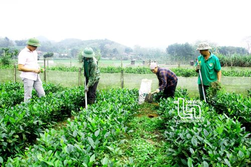 Đa lợi ích từ nông nghiệp tuần hoàn