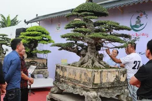 Hội tụ những kiệt Cây cảnh nghệ thuật tại Thủ đô năm 2024