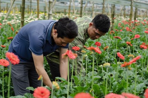 Ghé thăm thủ phủ hoa đồng tiền giữa lòng Thủ đô