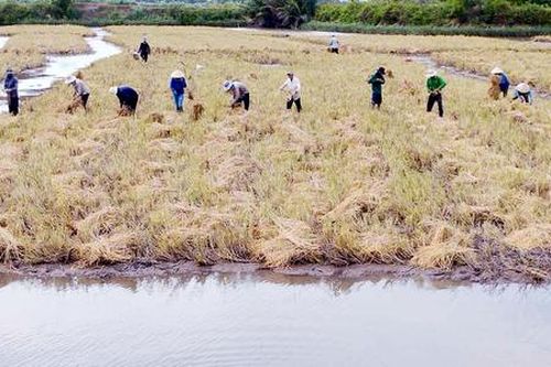 Từ mô hình lúa - tôm đến những vùng sản xuất nông nghiệp giúp nông dân 'kiếm bộn' ở Thạnh Phú