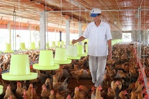 Tìm giải pháp để HTX thuận lợi di dời cơ sở chăn nuôi ra khỏi khu dân cư
