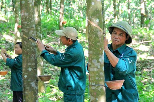 Doanh thu PHR tăng trưởng nhờ mảng khu công nghiệp