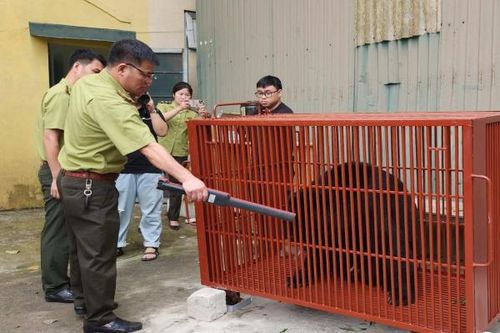 Ba gấu ngựa được đưa về Trung tâm Cứu hộ gấu Việt Nam tại Bạch Mã