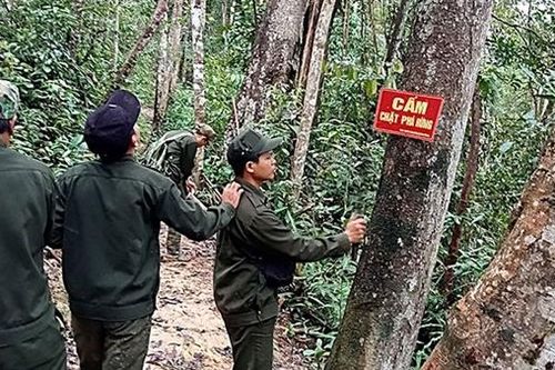 Triển khai nhiều giải pháp bảo vệ 'lá phổi xanh' tại miền núi Nam Giang