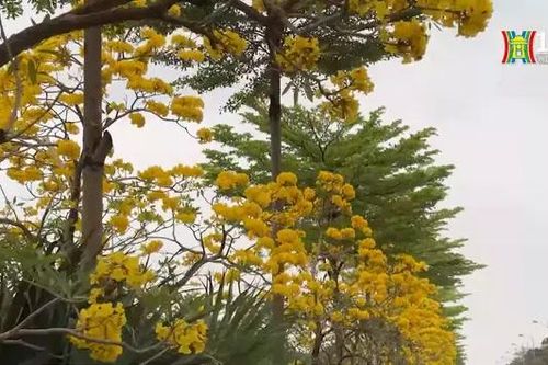 Hoa Phong Linh rộ vàng trên đường Văn Khê