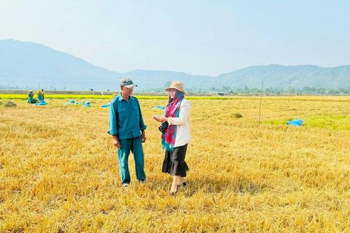 Đắk Lắk: Gần trăm ha ruộng ở xã Bông Krang bị bỏ hoang vì không có nước sản xuất