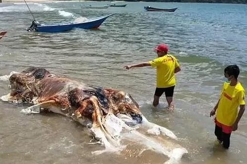 Sinh vật khổng lồ bí ẩn dạt vào bờ biển