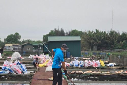 Cục Thủy sản thông tin nguyên nhân cá chết hàng loạt ở Hải Dương