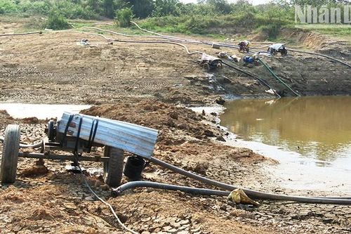 Nhiều diện tích cây cà-phê bị ảnh hưởng tiêu cực do nắng hạn và biến đổi khí hậu
