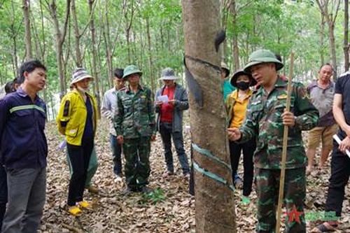 Nông trường 720: Tập huấn kỹ thuật khai thác cao su cho đồng bào dân tộc thiểu số