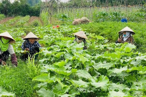 Nông nghiệp hữu cơ trên hành trình chinh phục thị trường: Chật vật tồn tại