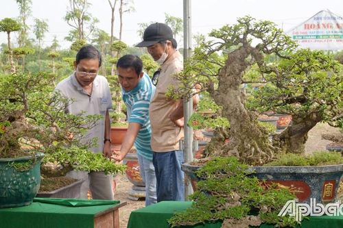 Loại cây cảnh cổ độc đáo ở Tiền Giang, thân u cục kỳ dị