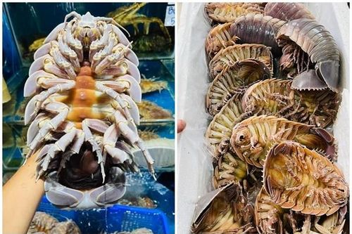 Từng đắt hơn tôm hùm, giá bọ biển giờ thế nào?