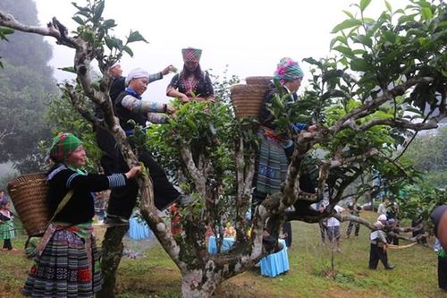 Lễ hội Trà Shan tuyết Suối Giàng diễn ra đúng dịp nghỉ lễ 30/4 -1/5