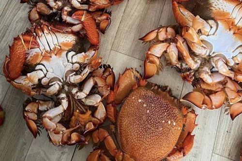 Cua huỳnh đế giá gần 2 triệu đồng/con, khách đặt cả tháng mới mua được