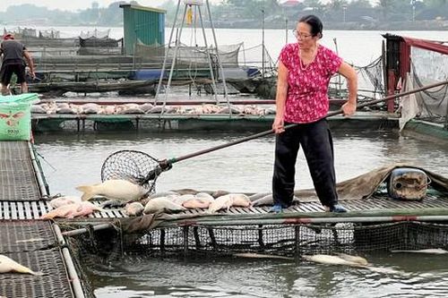 Kết quả xét nghiệm nước vụ cá nuôi lồng chết hàng loạt ở Hải Dương