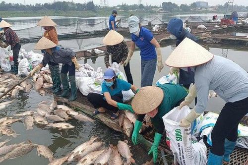 Nhiều sông, nhánh sông qua Hải Dương có hàm lượng oxy hòa tan thấp