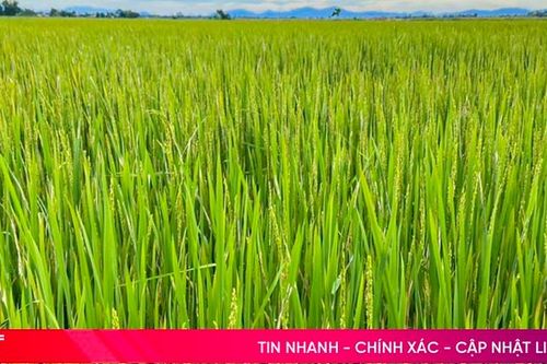 Lúa xuân Hà Tĩnh trổ bông tập trung từ ngày 15 - 25/4