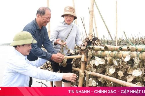 Độc đáo mô hình nuôi hàu tự nhiên quy mô lớn nhất Hà Tĩnh