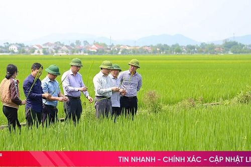 Bám sát đồng ruộng, tập trung phòng trừ đạo ôn cổ bông trên lúa xuân