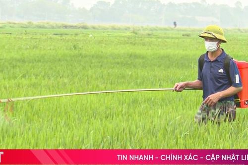 Hà Tĩnh ra công điện phòng trừ bệnh đạo ôn cổ bông trên lúa