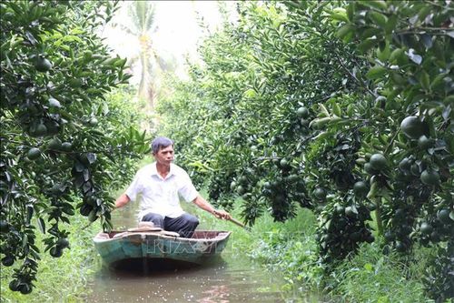Nhà vườn trồng cam sành ở Trà Vinh thất thu nặng