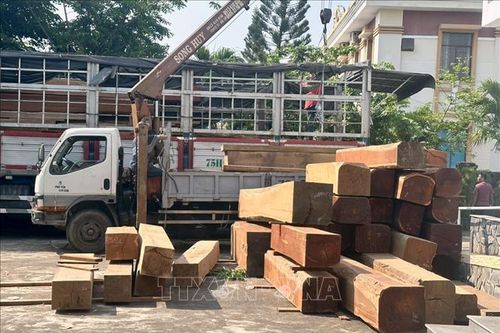 Làm rõ việc vận chuyển gỗ có dấu hiệu vi phạm pháp luật
