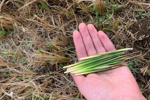 Thứ cỏ diệt mãi không hết, lấy rễ đem bán ai ngờ 'hốt' bộn tiền