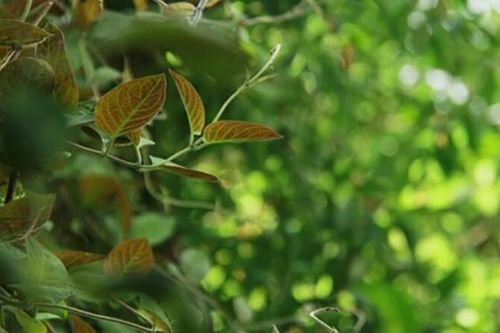 Tin tức Đời sống 10/4: Hiệu quả chữa bệnh bất ngờ từ cây leo đầy bờ rào