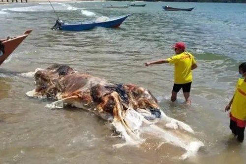 Phát hiện 'khối thịt khổng lồ' bí ẩn trôi dạt vào bãi biển
