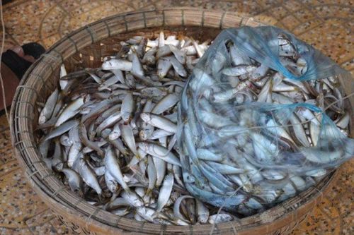 Loại cá xưa có đầy bán không ai mua, giờ thành đặc sản nức tiếng chỉ 150.000 đồng/kg