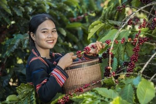 Nhờ giá cao, kim ngạch xuất khẩu cà phê quý I/2024 tăng vọt 57,3%