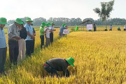 Krông Pa: Hội thảo đánh giá giống lúa thuần TBR97