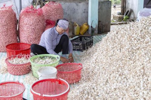 Tỏi VietGAP: Gian nan đầu ra