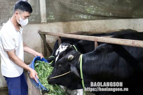 Hữu Lũng: Chú trọng phát triển chăn nuôi đại gia súc