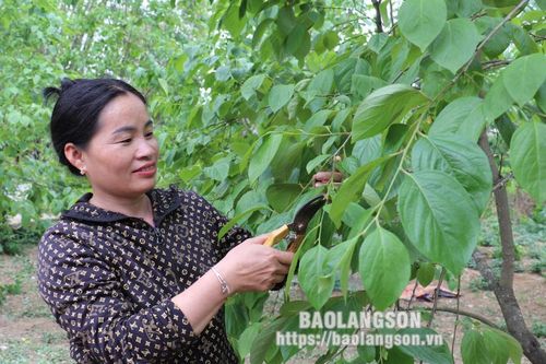 Hội Làm vườn huyện Văn Lãng: 'Cầu nối' đưa khoa học kỹ thuật đến với nông dân