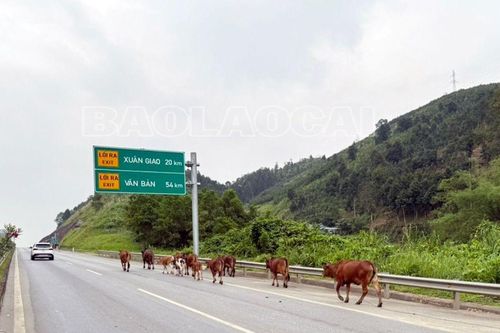 Xử phạt người dân thả rông đàn bò vào cao tốc Nội Bài - Lào Cai