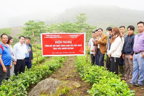 Tổng kết mô hình thâm canh cây chè Shan theo tiêu chuẩn VietGAP tại xã Nậm Chảy
