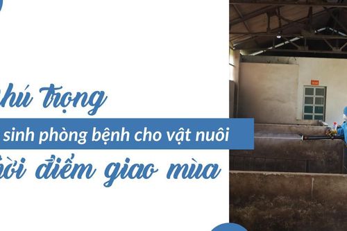 Chú trọng vệ sinh phòng bệnh cho vật nuôi thời điểm giao mùa